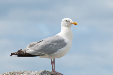 A close up portrait of a Seagull perched on a rock