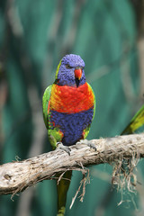 colorful red blue green bird