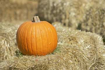 pumpkin on hay