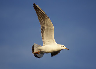 Obraz premium seagull