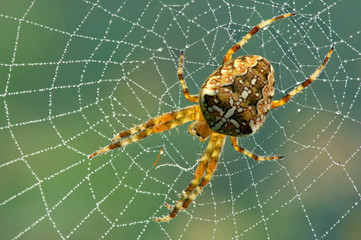 Spinnennetz, Spinne