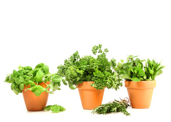 Clay pots with herbs on white