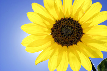 Close-up of Sunflower with Sun Halo