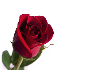 Red rose set against white background