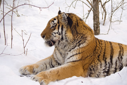 tiger