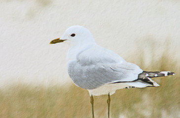 Möwe in den Dünen