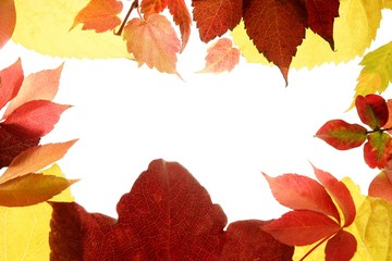 Autumn, fall leaves decorative still at studio white background