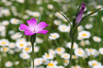 Fototapeta premium Purple flower in the margueritas field