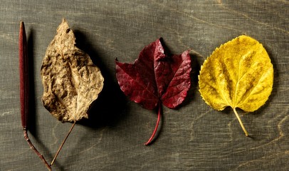 Still of autumn leaves, dark wood background, fall image