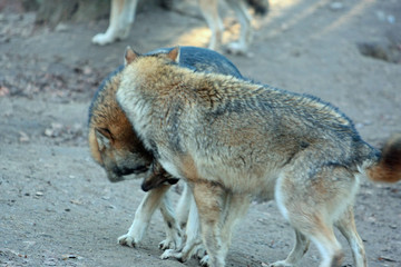 Fototapeta premium Wolf
