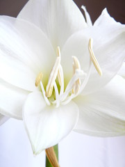 Amaryllis