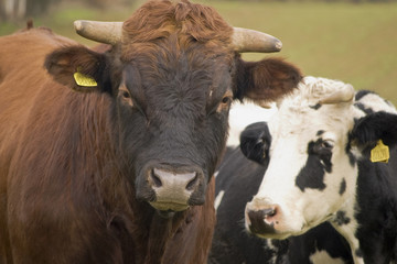 complicità tra toro e mucca