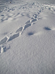 traces de pas dans la neige