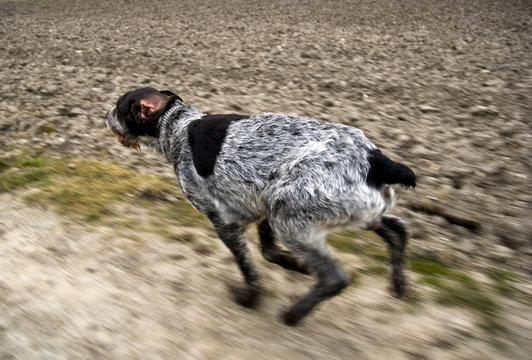 Jagdhund