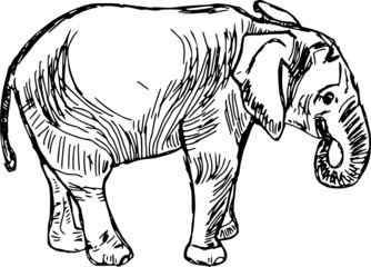 vector - contour elephant isolated on white background