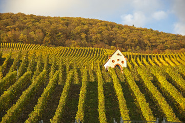 Weinberge an der Mosel