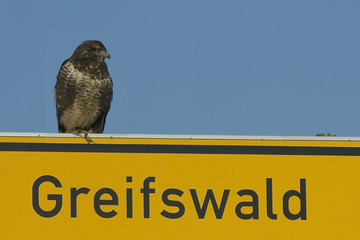 GREIFswald