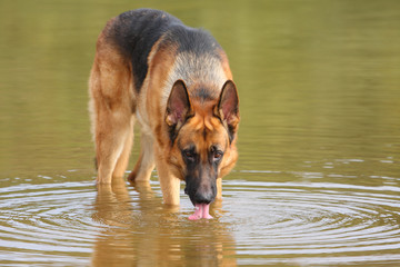 My german shepherd