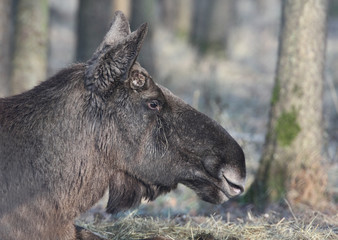 Fototapeta premium Elchkuh