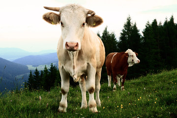 Fototapeta na wymiar Cow with bended horn