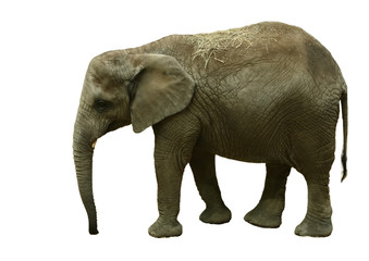 Fototapeta na wymiar Isolated Elephant