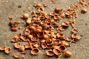 Opened Hazelnuts