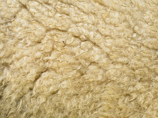 Sheep Wool