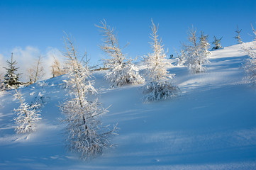 Winter landscape