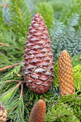 Tannenzapfen © Petra Kohlstädt