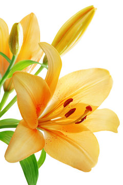 Fototapeta Lily