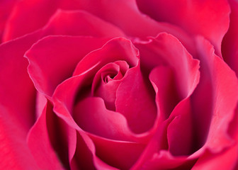 Macro of a Red Rose
