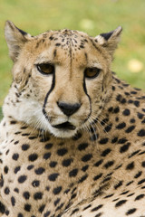 Cheetah in Kamanjab. Namibia.