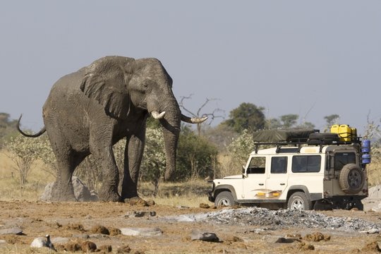Fototapeta 4x4 car near a big African Elephant in Botswana.