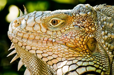 Iguana Portrait
