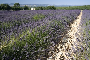 Fototapeta premium Lavender field