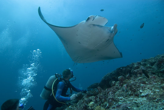 Manta und Taucher