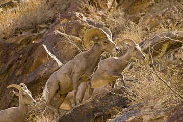 Peninsular Bighorn Sheep