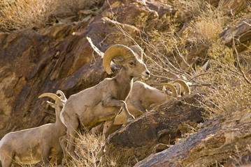Peninsular Bighorn Sheep