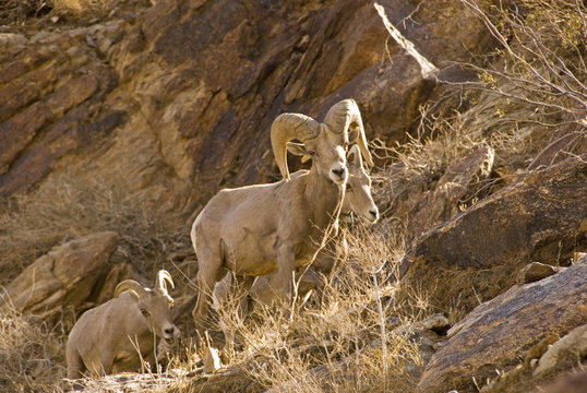 Peninsular Bighorn Sheep