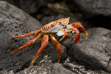 666 Sally Lightfoot crab Galapagos Islands