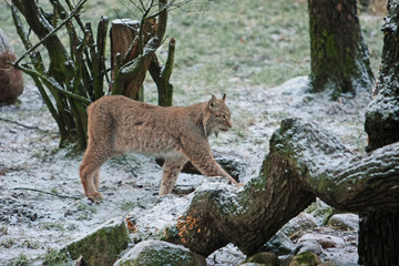 Luchs