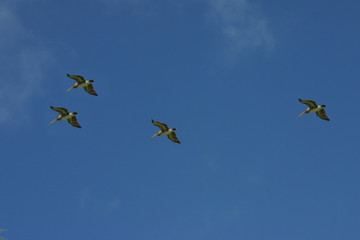 Vol de pélicans noirs