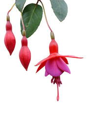 fuchsia9 © hcast