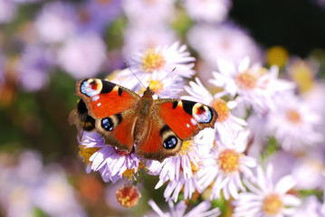 Peacock butterfly