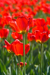 close up of four red tulips with a field of tulips at the back