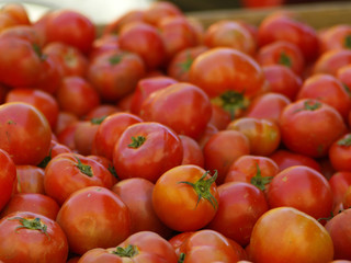 frische Tomaten