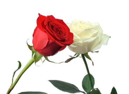 contact red and white rose