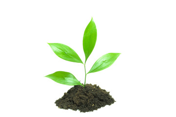 Plant in the  soil