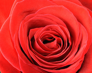 red rose closeup