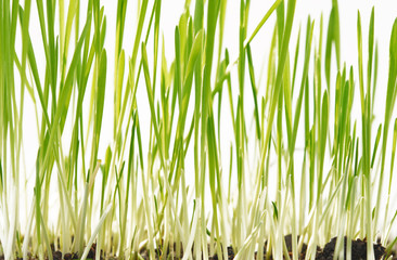 Obraz premium green grass